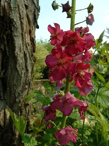 verbascum phoeniceum